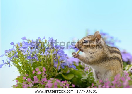 Chipmunk eating a pumpkin seed in flower garden