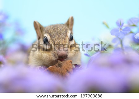 Chipmunk eating a walnut in flower garden.