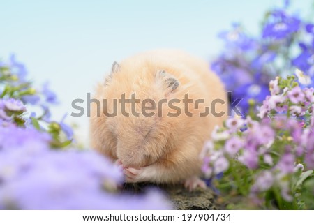 Golden Hamster grooming in a flower garden.