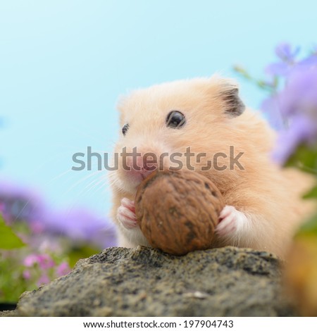 Golden Hamster eating a walnut in flower garden.