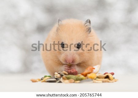 Golden Hamster eating pet food on twinkle background.
