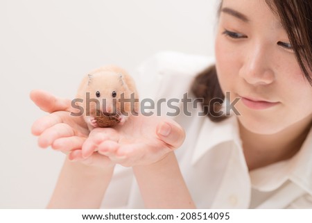 Golden Hamster eating a walnuts on woman\'s hands.
