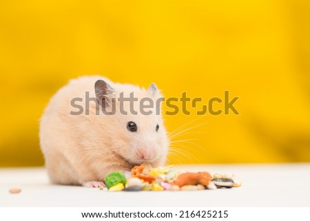 Golden Hamster eating pet food.