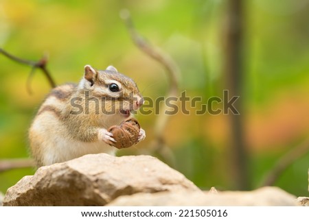cute chipmunk eating a walnut.