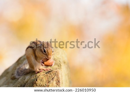 Siberian Chipmunk eating an acorn in Autumn forest.