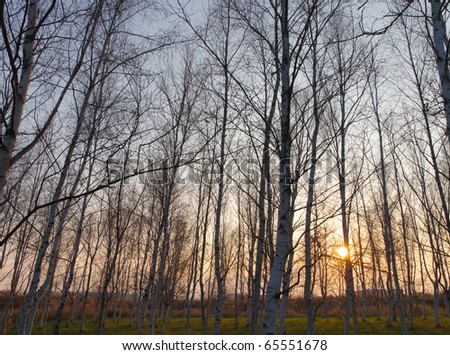 withered trees at sunset
