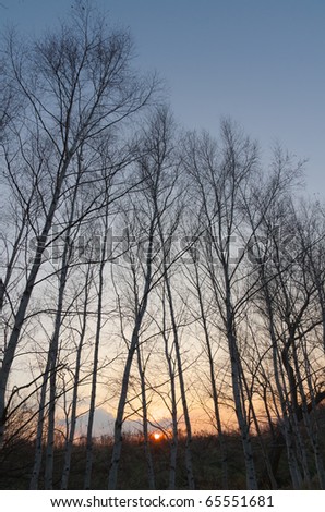 withered trees at sunset