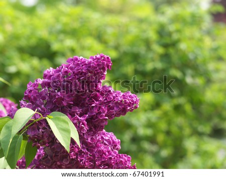 Deep purple lilac