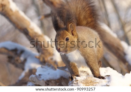 Hokkaido Squirrel in Winter mountain.Subspecies of Red Squirrel native to Hokkaido,Japan.