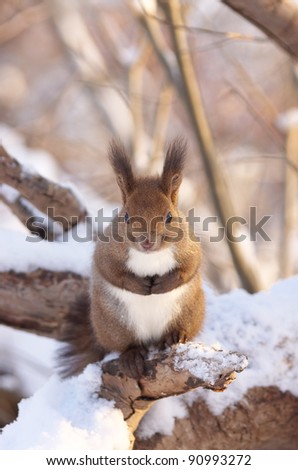Hokkaido Squirrel (Ezorisu) in Winter mountain.Subspecies of Red Squirrel native to Hokkaido,Japan.