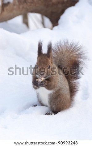 Hokkaido Squirrel in winter mountain.Subspecies of Red Squirrel native to Hokkaido,Japan.