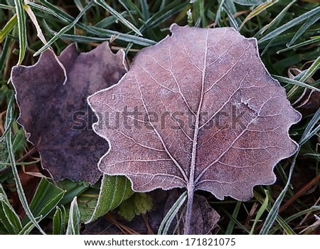 Iced leaf in winter
