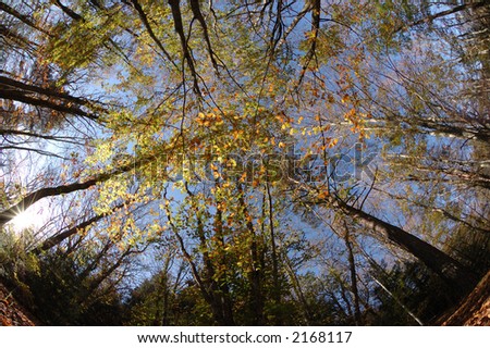 Colorful fall trees on blue sky background