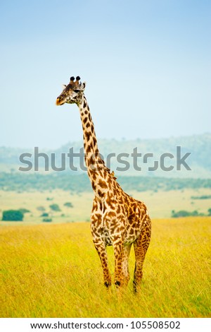 Giraffe Kenya