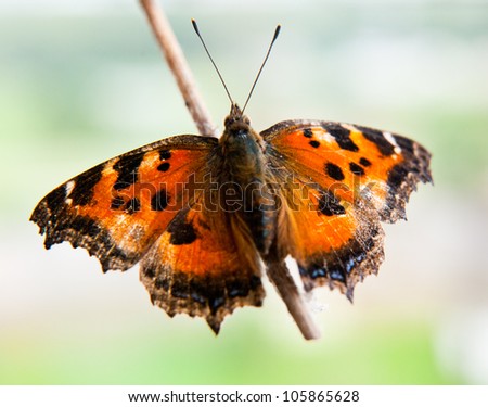 A butterfly, close up