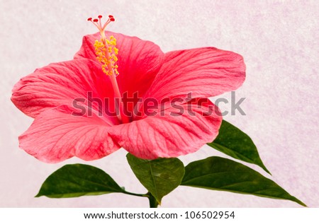 A hibiscus flower against pink sheet of paper