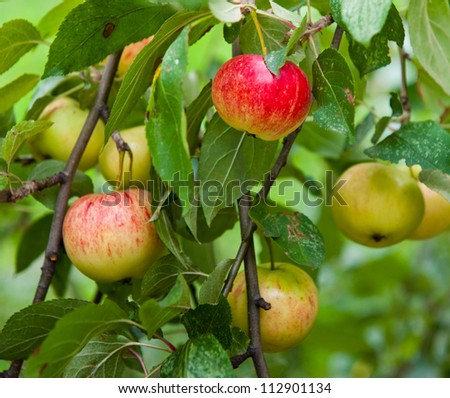 Apples on an apple-tree branch