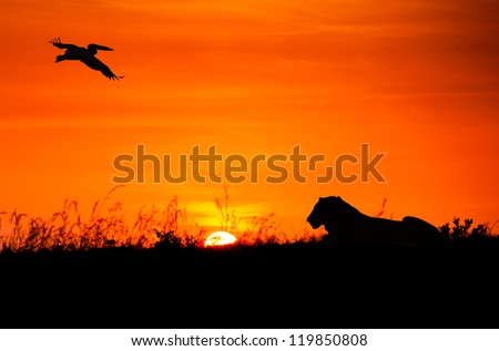 Silhouettes of pelican and lion against the African sunset