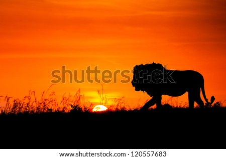 Silhouette of a lion against the African sunset