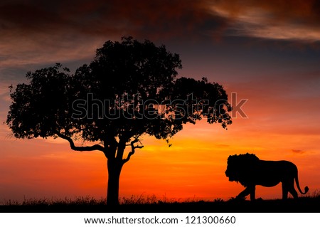Silhouette of a lion and a tree against the African sunset