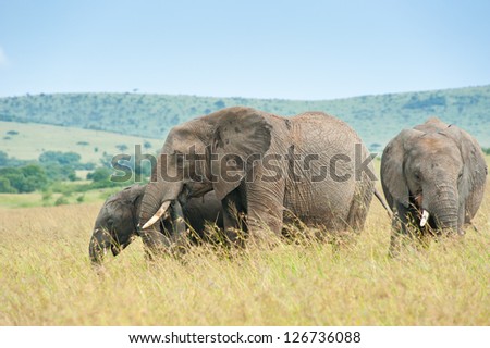 Elephants in the african savanna, Kenya