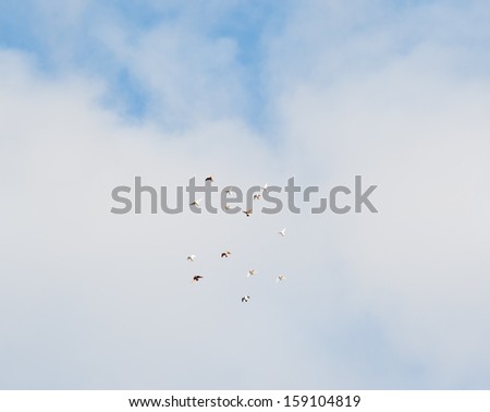 flock of birds in the blue sky with clouds