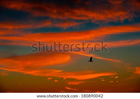 Silhouette of flying bird and beautiful sunset