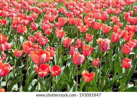 many pink tulips in sunny spring day