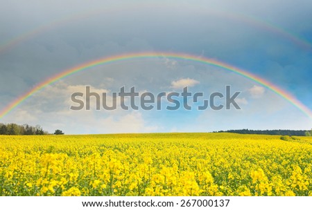 Bright rainbow in the sky with clouds above the yellow rapeseed field