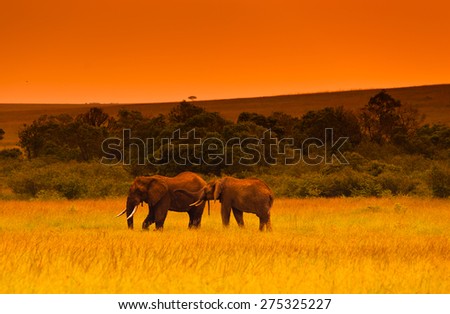 Two elephants at evening in savanna, Kenya, Africa (tone correction)