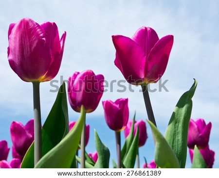 purple tulips against blue sky with white clouds in spring day