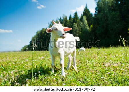 A young goat grazing in a meadow