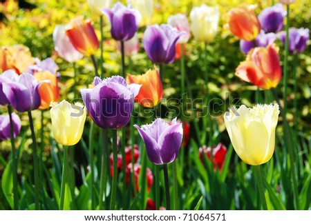 The multi-colored tulips