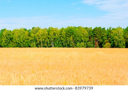 Typical russian landscape, sunny summer day