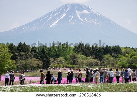 Kawaguchiko, Japan - May 15, 2015: Fuji Shibazakura (Moss Phlox/Phlox Subulat) Festival 2015 was held during April 19 - June 1, 2015 at the Fuji Motosuko Resort, Yamanashi Prefecture.