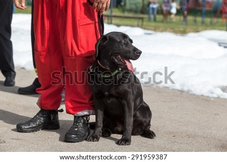 Search and rescue dog. Black Labrador Retriever.