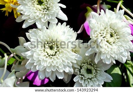 white gentle flower
