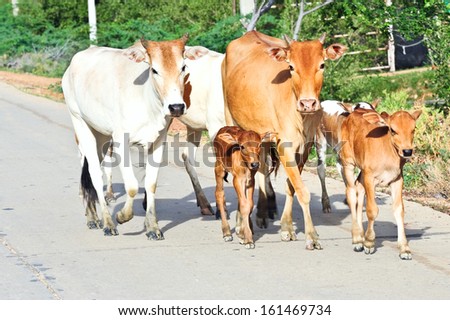 street cows  in Thailand