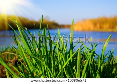 green grass on the bank of the river on a sunny day