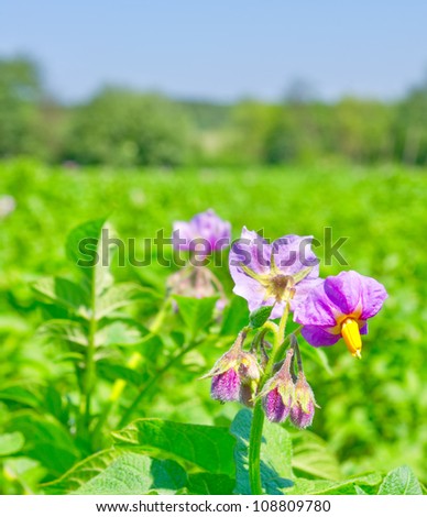 Blooming flowers of potato in the vegetable garden