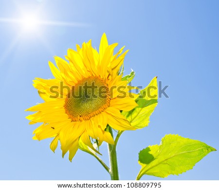 Yellow sunflower on a blue sky background