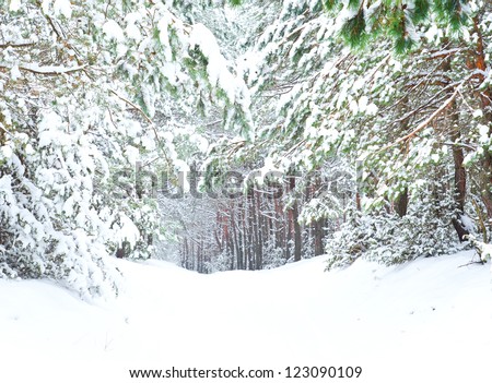 Winter landscape. Forest in heavy snowfall