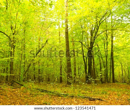 Green leaves of the forest in the first days of autumn