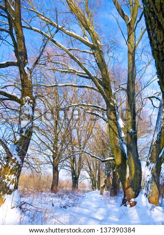 Trees covered with snow near river in winter