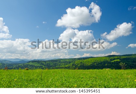 Yellow dandelions on meadow in mountains in spring