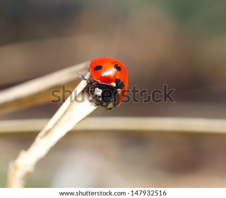 Lady bug on straw. Macro closeup