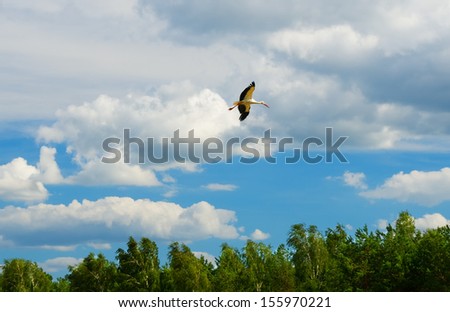 Stork circling over the native forest before he fly away to warm countries