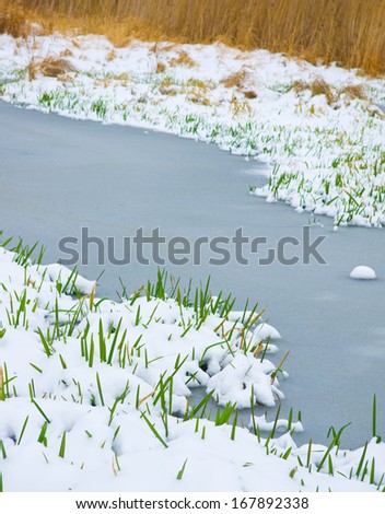 Green blade of grass through the snow on river