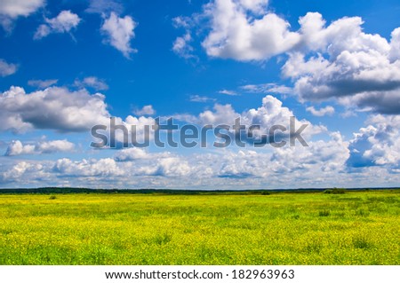 Summer flowering meadow. Natural composition