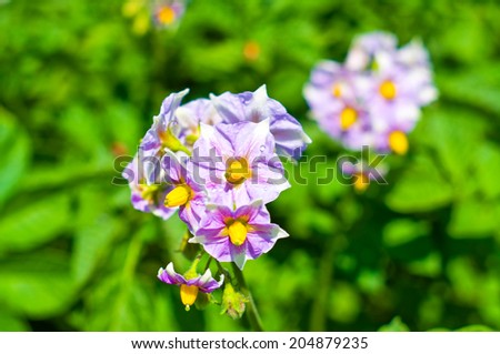 Purple flowers of potato